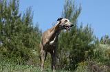 GREYHOUND 145